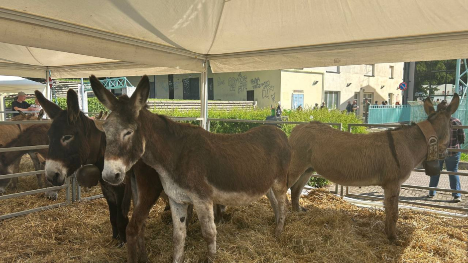 Oleggio, la Fiera del 1° maggio sarà la prima dal riconoscimento  Nazionale